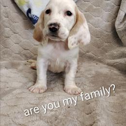 Jameson - Lemon and white male Basset Hound puppy in Newton Grove, North Carolina from MGA Basset Hound