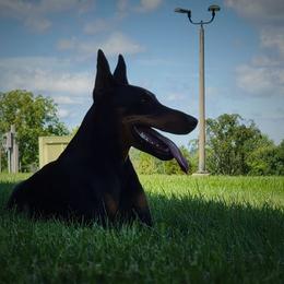 Doberman Pinscher All Grown Up from SolStorm Dobermanns