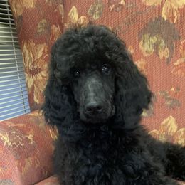 Glinda (hot pink) - Black Poodle puppy in Greensboro, North Carolina from Joyful Poodles