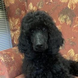 Glinda (hot pink) - Black Poodle puppy in Greensboro, North Carolina from Joyful Poodles