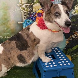 Cardigan Welsh Corgis from Ace of Hearts