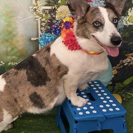 Cardigan Welsh Corgis from Ace of Hearts