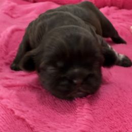 Brianna - Chocolate female Shih Tzu puppy in Stafford, Virginia from Bayview Pups