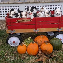 Australian Shepherd and Golden Retriever Puppies from Edge Farm LLC