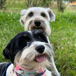 Miniature Schnauzers from LJ Mini Schnauzers