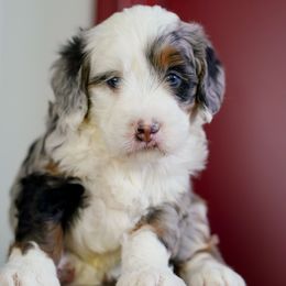 Snowflake - Merle female Bernedoodle puppy in Dundee, Ohio from Down Home Doodle
