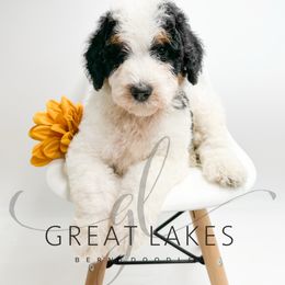 Hawk - Tri-color male Bernedoodle puppy in Baroda, Michigan from Great Lakes Bernedoodles