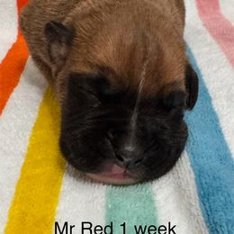 Mr Red - Fawn male Boxer puppy in Palm Coast, Florida from Starlight Boxer Corner