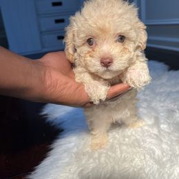 Poodle Puppies from Pawsome Poodles
