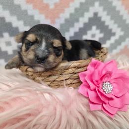 Mabel - Black & tan tri-color female Morkie puppy in Monticello, Iowa from Ashley’s Puppies