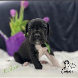 Eclipse - Black and white female Great Dane puppy in Liberty, New York from Catskills Greatest Danes