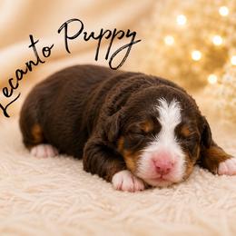 Coming Soon - Tri-color male Bernedoodle puppy in Lecanto, Florida from Lecanto Puppy