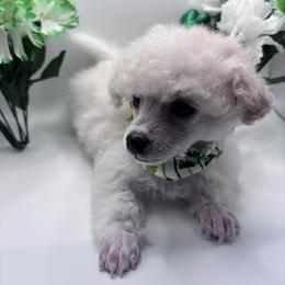Lixira's Simba Reign - Cream male Poodle puppy in Sumter, South Carolina from Lixira Poodles LLC