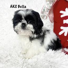 AKC Bella - Black and white female Shih Tzu puppy in Greenville, South Carolina from Babyface Shih Tzu