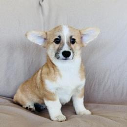 Girl fawn - Fawn female Pembroke Welsh Corgi puppy in Huntington Beach, California from Gingerbread
