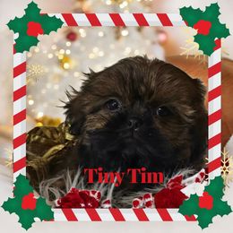 Tiny Tim - Tricolor male Shih Tzu puppy in Arizona from Shihtzucircusaz