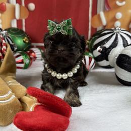 Mercedes - Liver female Shih Tzu puppy in Columbia, Kentucky from Lisa Bandy Shih Tzu