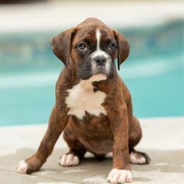 Purple - Brindle female Boxer puppy in Georgia from Stephanie’s Boxers