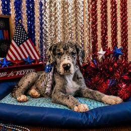 Racy - Mantle merle female Great Dane puppy in Brooksville, Florida from Follow My Lead Great Danes