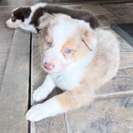 Cooper - Gold merle male Border Collie puppy in Guffey, Colorado from Sunset Ridge