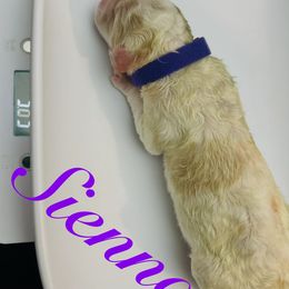 Sienna - Parti female Poodle puppy in Mobile, Alabama from Semmy’s Standard Poodle LLC