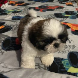 Boy 1 Robin - Gold and white male Shih Tzu puppy in Madras, Oregon from Maridee’s ShihTzu