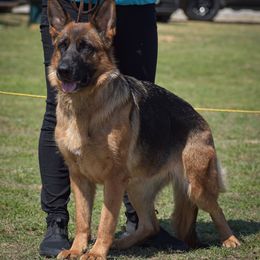 Minari - German Shepherd