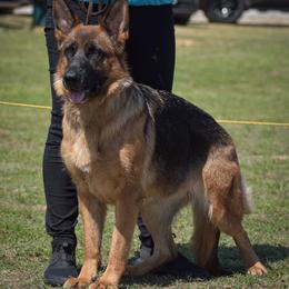 Minari - German Shepherd