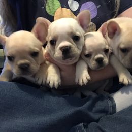 Bulldog, French Bulldog, and Pug Puppies from Royal destiny kennels