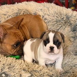 Wyatt - Fawn brindle and white male French Bulldog puppy in Billings, Montana from Sugarloaf French bulldogs and Australian cattle dogs