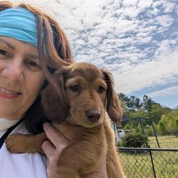 Rusty - Red male Dachshund puppy in Griffin, Georgia from Green Acres Dachshunds