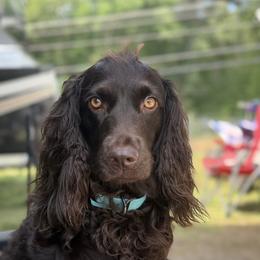 Boykin Spaniels from PABS KENNELS