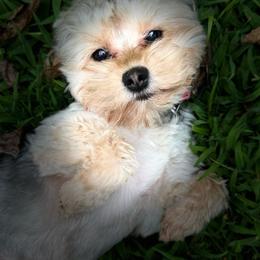 Yorkipoo puppies from Yorkie Oodle Doodle