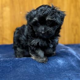 Winston - Black & tan tri-color male Morkie puppy in Beebe, Arkansas from Cedar Hill Kennel