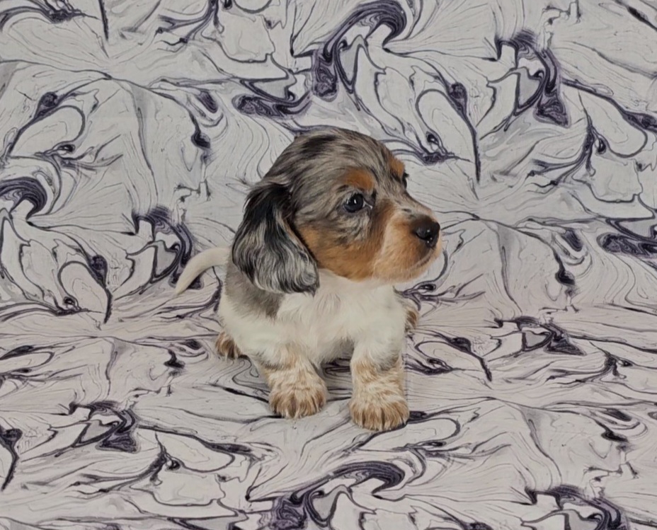 Dachshund Puppies from Newbern's Nuggets