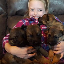 German Shepherd Puppies from My K9 Guardian