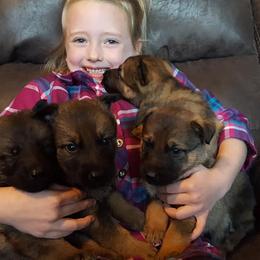 German Shepherd Puppies from My K9 Guardian