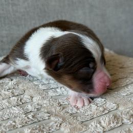 Boy 2 - Red tri-color male Australian Shepherd puppy in Oakridge, Oregon from Middle Fork Australian Shepherds