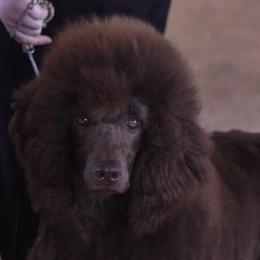 Poodles from Legacy Poodles