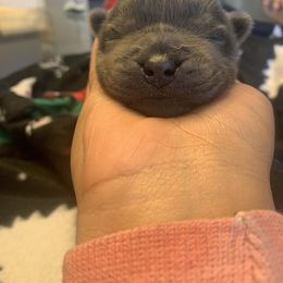 Chow Chow Puppies from Darling Chows