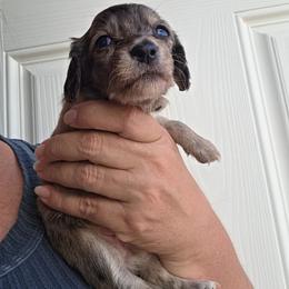 Sunday - Dapple female Dachshund puppy in El Paso, Texas from Mells Weenies