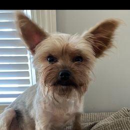 Chanel - Yorkshire Terrier