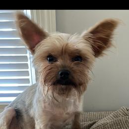 Chanel - Yorkshire Terrier