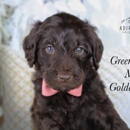 Green collar - Chocolate male Goldendoodle puppy in Plattsburgh, New York from Adirondack Poodles Goldendoodles,Bernedoodles & Schnoodles
