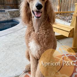 Goldendoodle and Poodle All Grown Up from Apricot Poodles & Goldendoodles