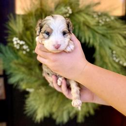 Girl 2 - Tri-color female Bernedoodle puppy in Salt Lake County, Utah from Coco Avenue Pups