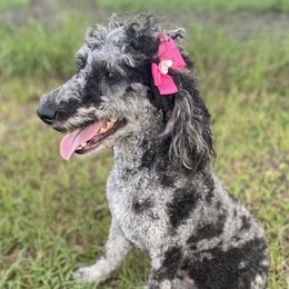 Lacey - Poodle