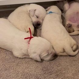 Girl 7 - Yellow Labrador Retriever puppy in Hutto, Texas from Texas Bluebonnet Labs