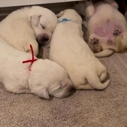 Girl 7 - Yellow Labrador Retriever puppy in Hutto, Texas from Texas Bluebonnet Labs