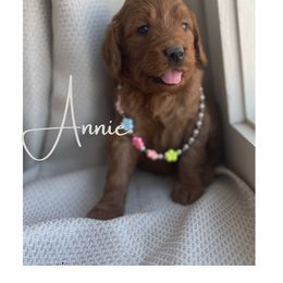 Goldendoodle and Golden Retriever Puppies from Goldie Locks Golden Retrievers & Doodles